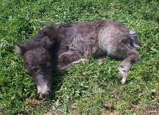 sleeping foal